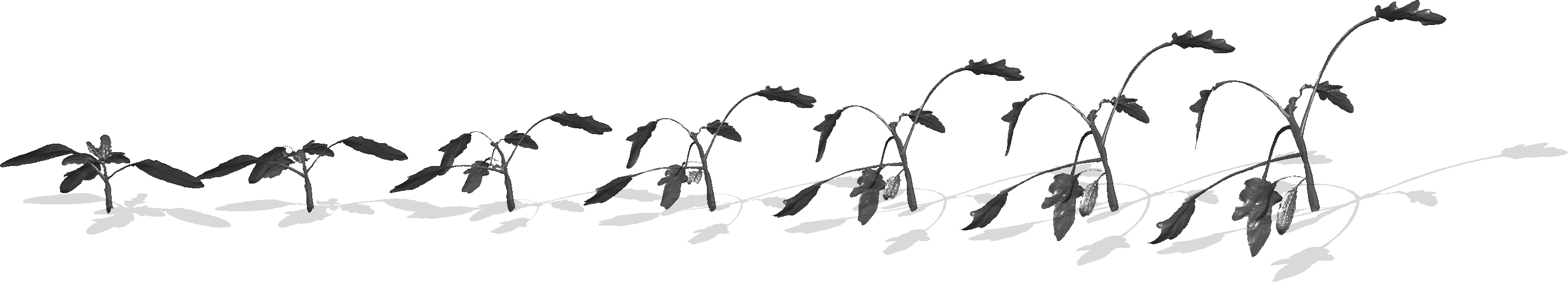 Figure 8: Geodesic path between a small tomato plant [38] and a bigger one. This type of shape cannot be handled by previous methods such as [14].