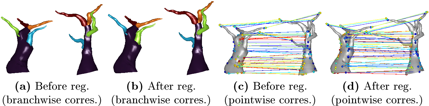 Figure 5: Registration result between two 3D botanical trees. We show branchwise correspondences (a) before and (b) after registration, and pointwise correspondences (c) before and (d) after registration. Correspondences are color-coded.