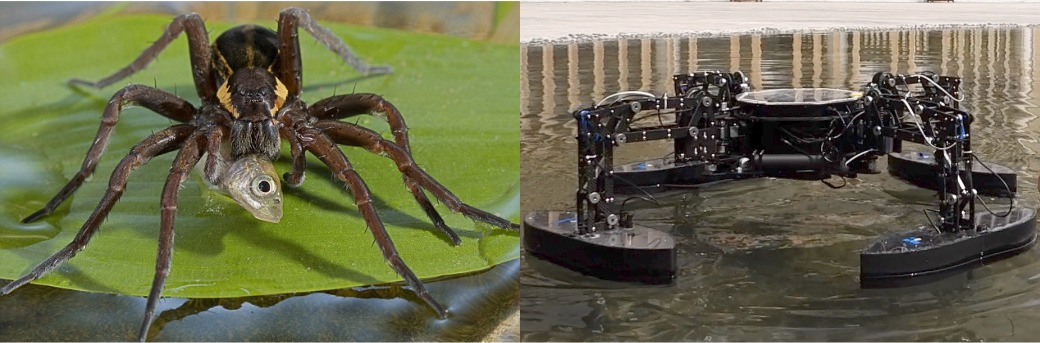 Figure 1: Inspired by fisher spiders in nature, the QuadBoat can maneuver on the water surface and collect floating objects.