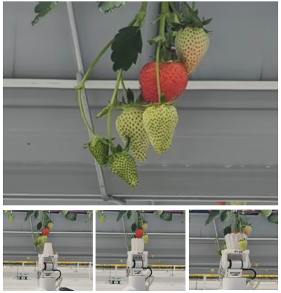 Figure 1: Top: A target strawberry cluster in the initial observation, where the target strawberry is surrounded by obstacles. Bottom (left to right): The robot learns to push away the obstacles and finally grasp the target.