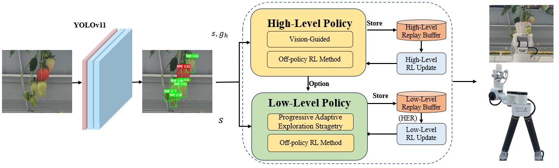 Figure 2: Overall architecture of the proposed VGPA framework. The RGB-D observation was first processed by YOLOv11 to detect and localize the target strawberry and surrounding obstacles. Based on the perceived occlusion state, the high-level policy selected an option (obstacle separation or grasping) with the assistance of the vision-guided module. The low-level policy then generated continuous control actions using PAES and DDPG, while HER improved sample efficiency through goal relabeling. The resulting actions were executed by the robot to perform obstacle separation and target grasping, and the interaction data were stored for hierarchical policy training.