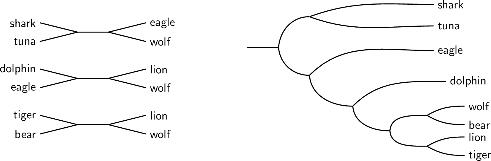 Figure 7: Quartet Reconstruction. Left: three quartet constraints of the form ab \mid cd. A quartet is satisfied if, in the tree, the unique path between a and b is vertex-disjoint from the unique path between c and d. Right: A rooted binary tree (the same as above) which satisfies the first and the second quartet, but does not satisfy the third (\textsf{tiger bear} \mid \textsf{lion wolf}).