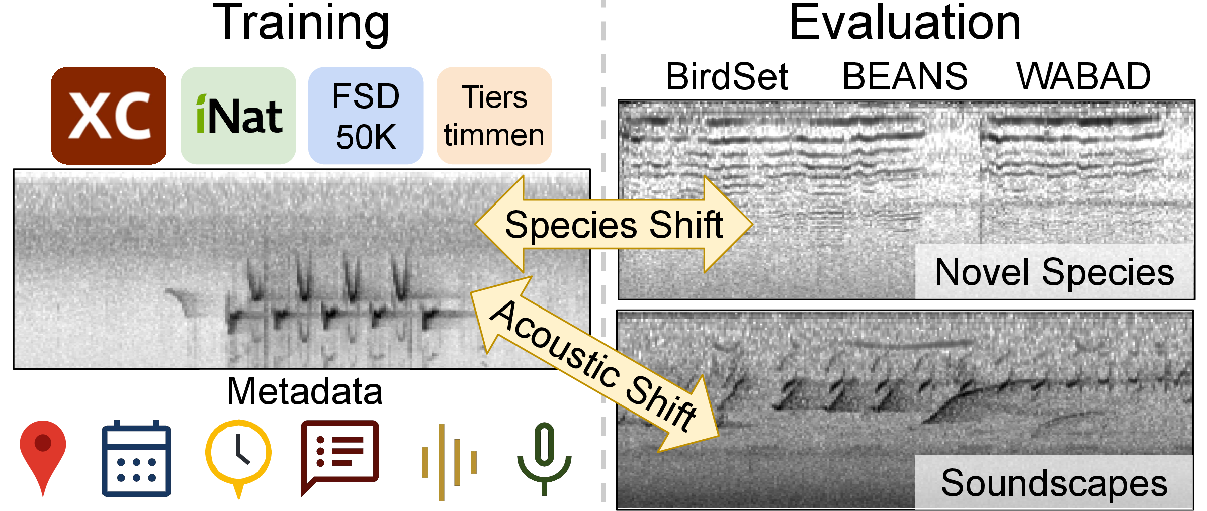 Figure 1: Problem setup. Bioacoustics training and evaluation settings differ significantly. This figure illustrates substantial acoustic (focal \rightarrow soundscape) and species (observed \rightarrow novel) domain shifts in our setup. In this work, we explore the use of metadata as auxiliary supervision to learn robust, generalizable features and help bridge the domain gap.