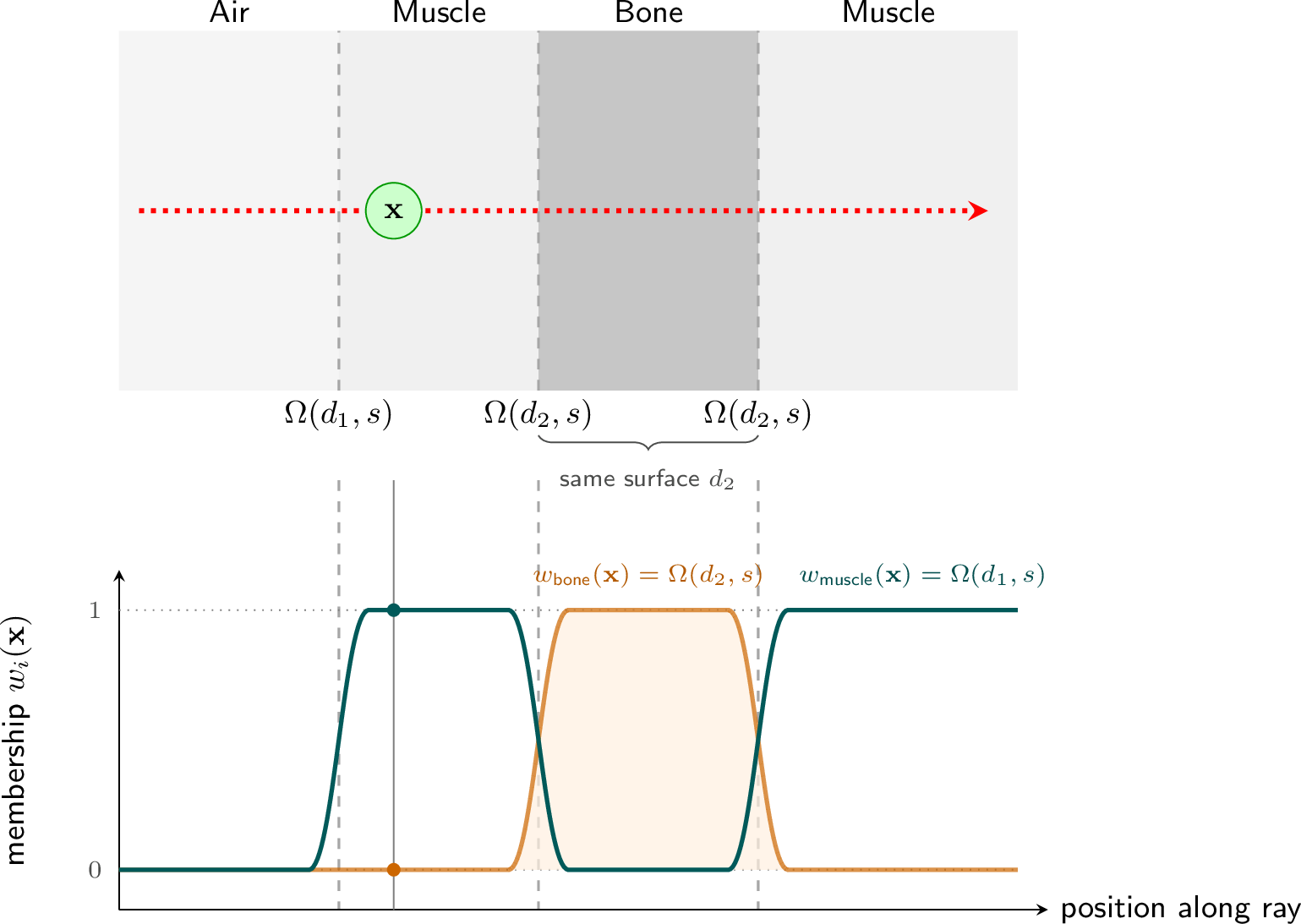 Figure 2: K-Selector, which assigns the membership of point \mathbf{x} for two main materials: Muscle and Bone. The bottom diagram shows the weights w_i(\mathbf{x}) for each material.