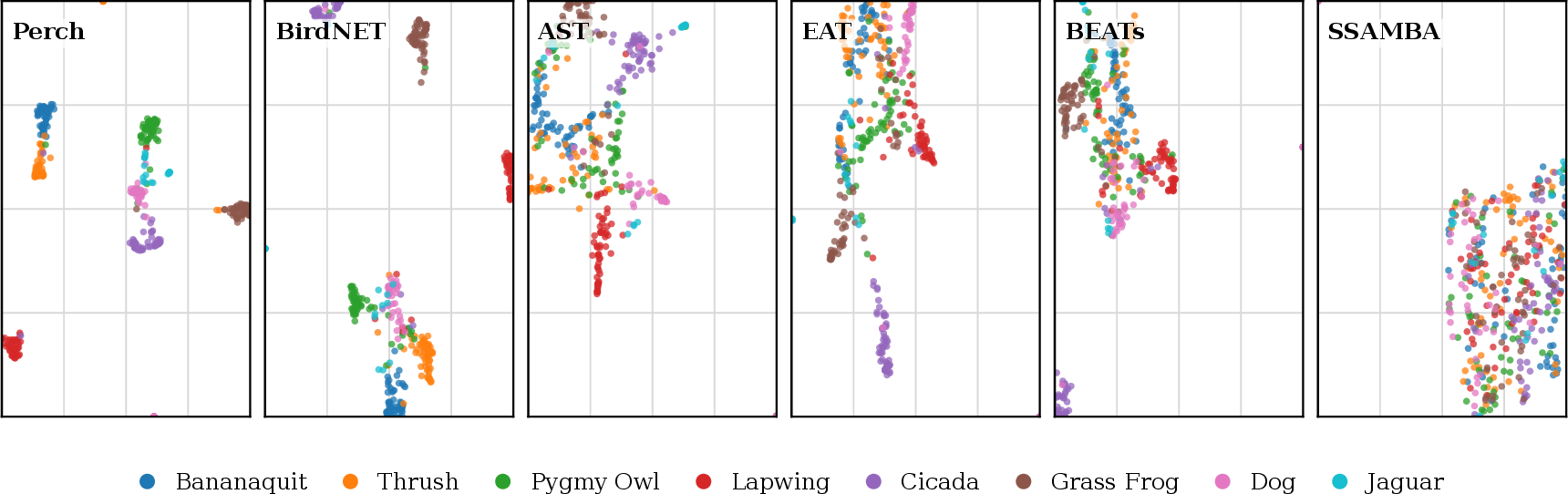 Figure 3: Embedding-space species separability across the six deployed encoders. Two-dimensional PaCMAP projections of frozen embeddings for eight BirdCLEF 2026 species (one point per focal recording, mean-pooled).