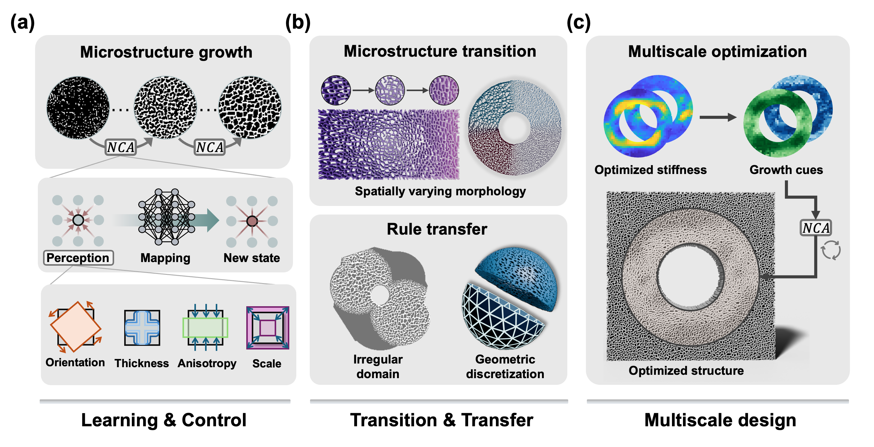 Figure 1: Overview of the proposed generative framework for disordered microstructures. (a) Learning and controls on homogeneous microstructure. An NCA model is trained to iteratively grow a microstructure through local perception and mapping stages, where each cell perceives its neighborhood and maps to a new state. Four steering mechanisms provide continuous control over the orientation, thickness, anisotropy, and scale of the growth process without any retraining. (b) Transition in heterogeneous microstructure and transfer to different geometries. Heterogeneous microstructure with smooth morphological transitions grow for spatially varying controls and multiple types. The same trained model transfers to different generation settings, including irregular domains and different geometric discretizations, by adapting only the local perception. (c) Multiscale design from microscale to macroscale. The generative framework is coupled with optimization workflow, where the optimized macroscale stiffness distribution is converted into spatially varying growth cues that drive the trained NCA model to grow the full optimized structure.