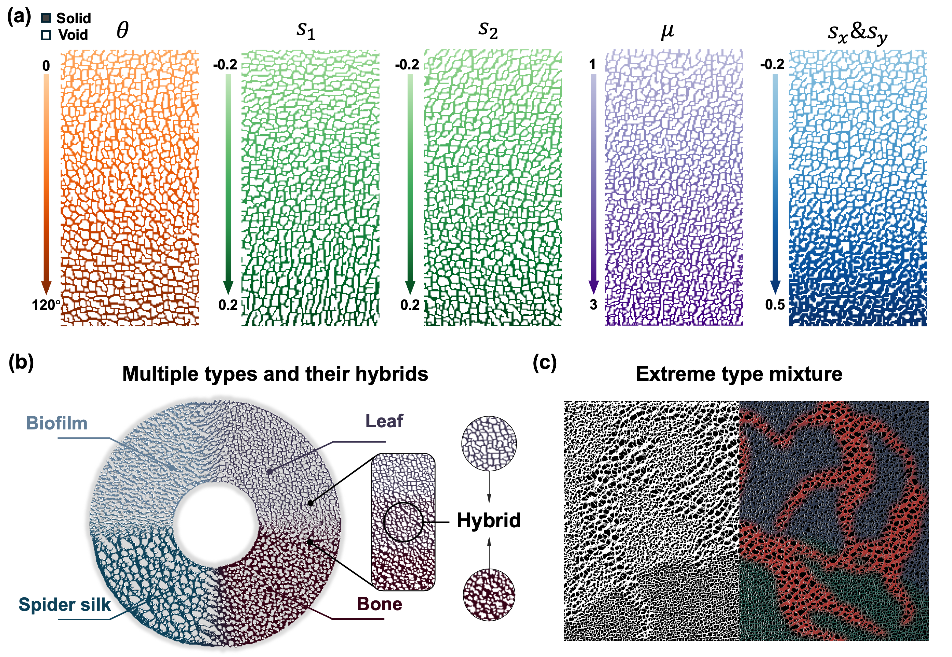 Figure 14: Spatially graded control and microstructure transition in the NCA framework. (a) Smooth transitions produced by spatially varying individual control parameters. Each parameter varies continuously from top to bottom across the domain, leading to gradual changes in orientation, anisotropy, scale, and directional thickness without sharp interfaces. (b) Smooth transitions between distinct microstructure types generated by blending independently trained NCA models during the iterative growth. The microstructure ring demonstrates continuous transitions among four distinct microstructure types. Hybrid microstructure prototype emerges in the transition region with merged morphological features from both parent types. (c) An extreme case demonstrating the smooth transition among irregularly mixed microstructure types. The left half displays the raw result and the right half is colored to distinguish the different microstructure types (red for spider silk, green for leaf, and blue for bone).
