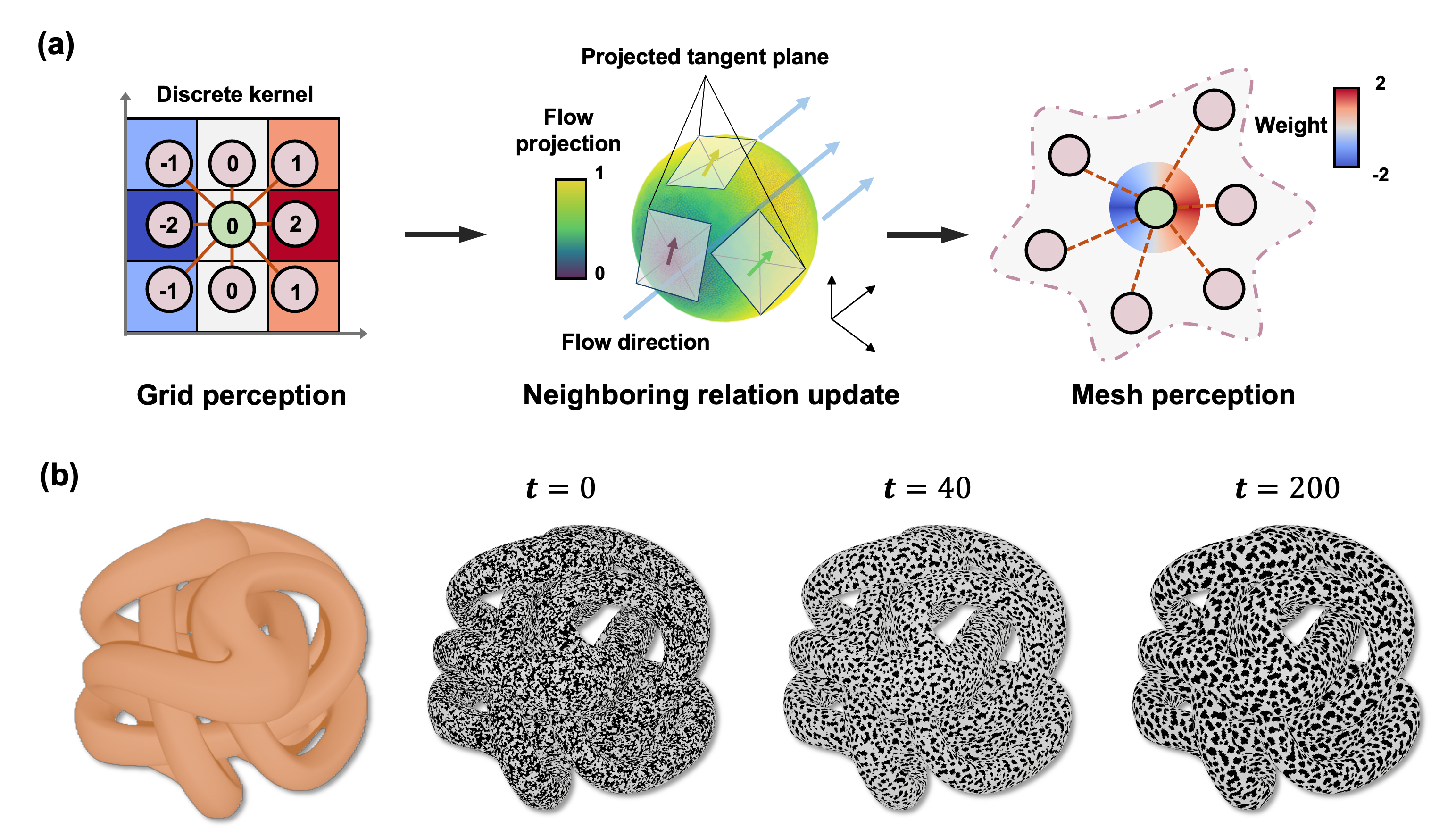 Figure 15: Transfer of the trained NCA framework from a uniform grid discretization to a surface-mesh discretization by redefining local perception operators. (a) A prescribed global flow direction \mathbf{d} is projected onto the local tangent plane at each mesh vertex to define a consistent local coordinate frame. The fixed discrete kernels used on the uniform grid are replaced by continuous angular weights computed from the local frame with projected neighboring vertices. The horizontal gradient channel \nabla_x is shown as an example, illustrating the correspondence between discrete grid weights and continuously varying mesh weights. (b) Growth on a complex 3D surface mesh. Starting from a random initial state, the model evolves through iterative local updates and grows a consistent microstructure that follows the surface geometry while maintaining the microstructure morphology.