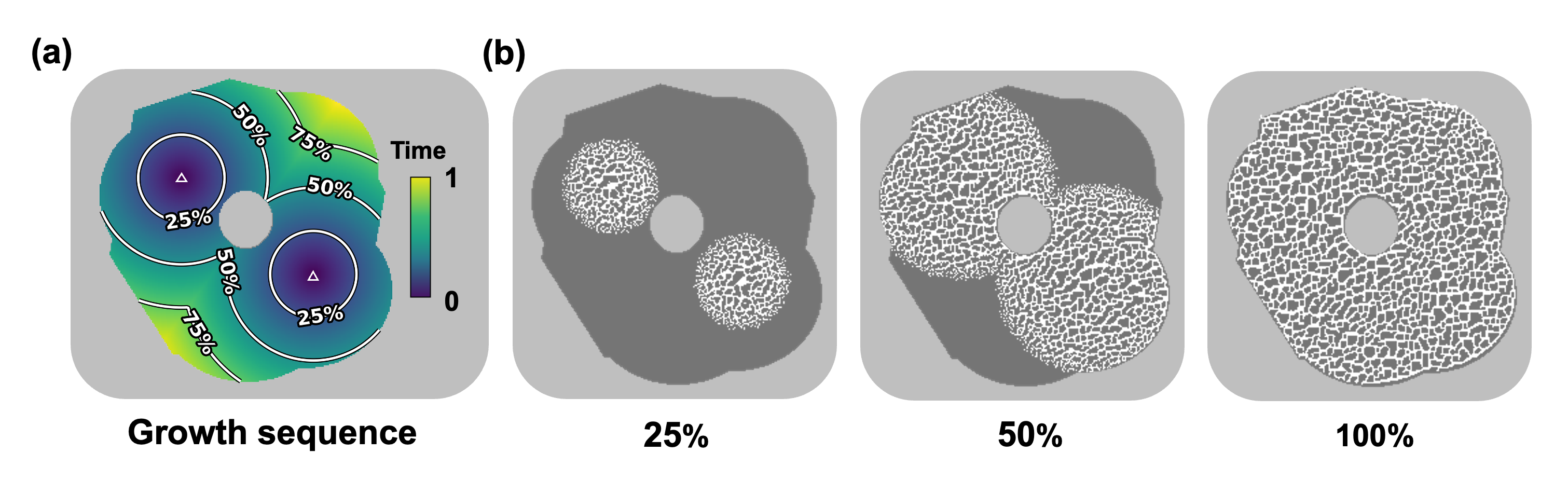 Figure 16: Asynchronous growth in an irregular domain guided by prescribed growth sources and sequence. (a) Two source points (triangle marks) define the growth sequence that activates cells progressively from the sources outward. Once the cells are activated, they keep growing and interacting with their neighboring cells. (b) The growth process shows the two activation fronts expanding with time, merging where their influence regions meet, eventually covering the full irregular domain, growing consistent microstructures.