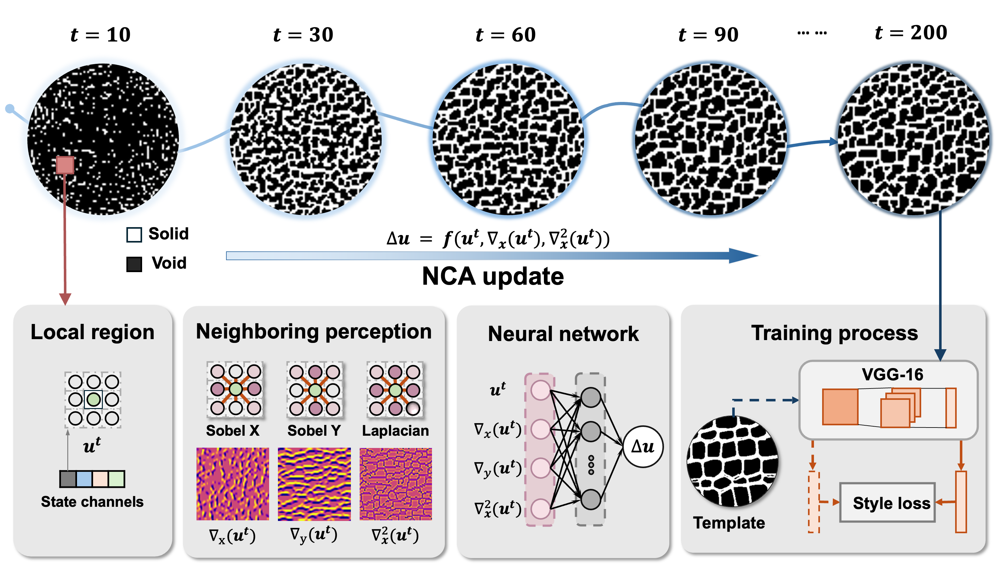 Figure 2: Growth process and model architecture of the NCA framework illustrated on the leaf vein microstructure. Each cell carries a multi-channel state vector \mathbf{u}^t, whose first channel encodes the solid-void phase, corresponding to the local regions in the microstructure. The model iteratively applies a shared local update rule through fixed perception and mapping stages to grow the microstructure. Local neighborhood information is extracted by fixed Sobel and Laplacian filters, with the colored cells indicating different weights applied to each neighbor, producing the gradient and Laplacian maps shown below. The neural network for mapping is trained in a one-shot manner from a single template using a frozen VGG-16 perceptual feature extractor, where a sliced optimal transport loss matches the multiscale statistics of the generated microstructure to the template.