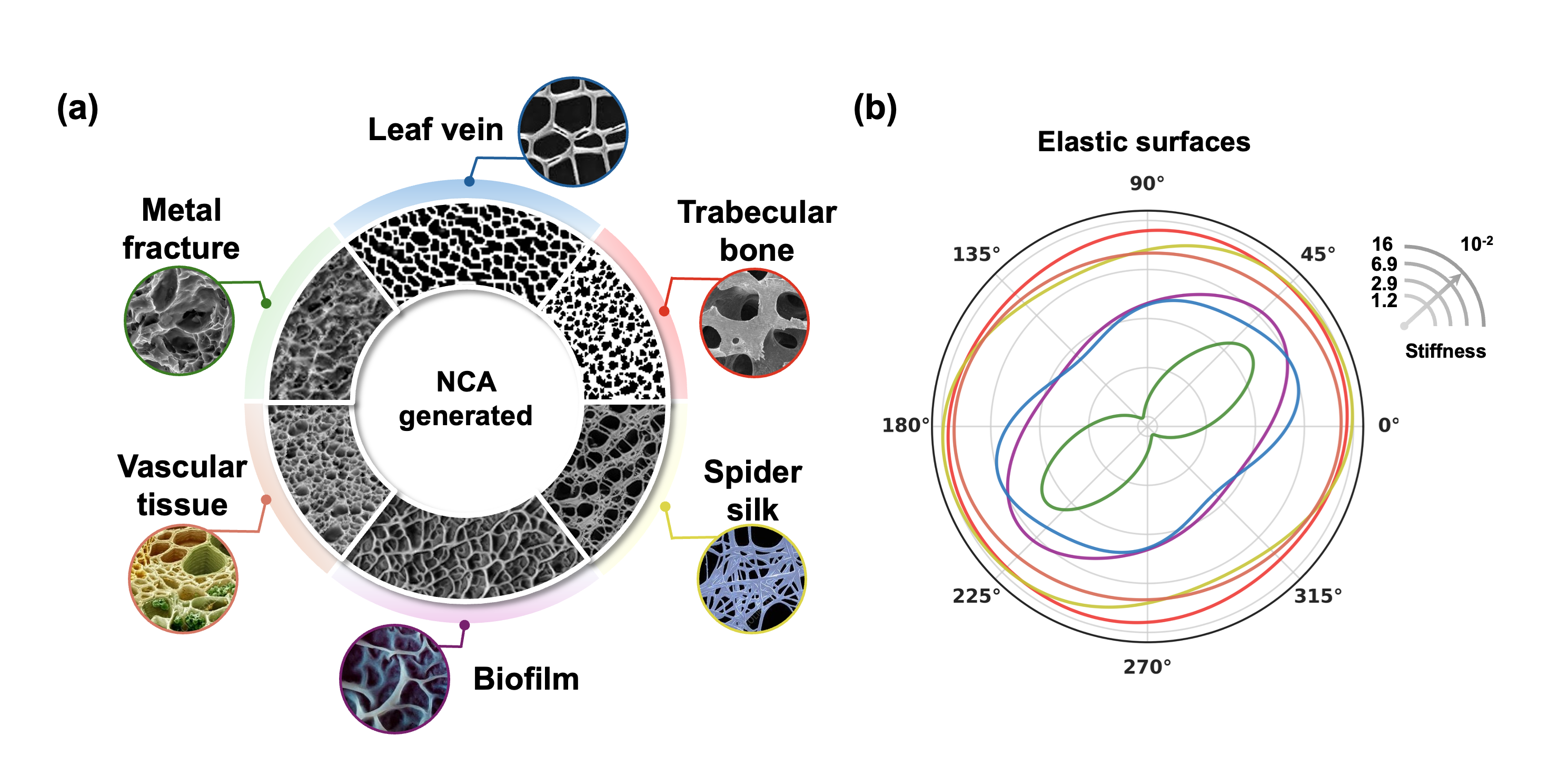 Figure 4: Validation of the NCA generative framework on six biologically and physically distinct disordered microstructures. (a) Six template microstructures (outer ring) and their corresponding NCA-generated realizations (inner ring), each produced by an independently trained model with the same model setups. (b) Homogenized elastic surfaces of the six generated microstructures, plotted in polar coordinates with the radial distance representing the directional stiffness magnitude and the overall shape characterizing mechanical anisotropy.