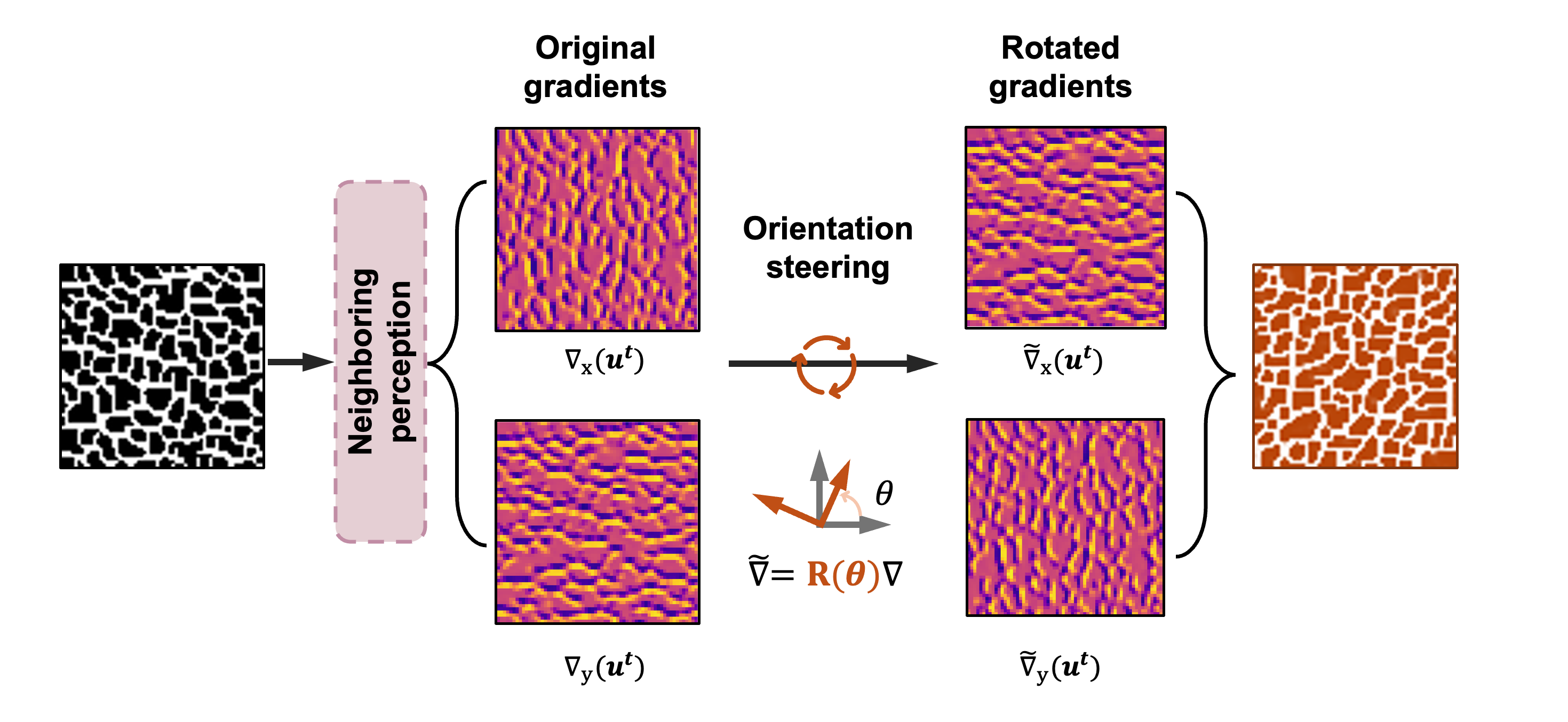 Figure 5: Orientation steering applied to the local perception operation. The native gradients extracted by the Sobel filters are rotated by a prescribed steering angle \theta via a rotation matrix \mathbf{R}(\theta) before being passed to the trained update network, controlling the growth to follow a specific direction.