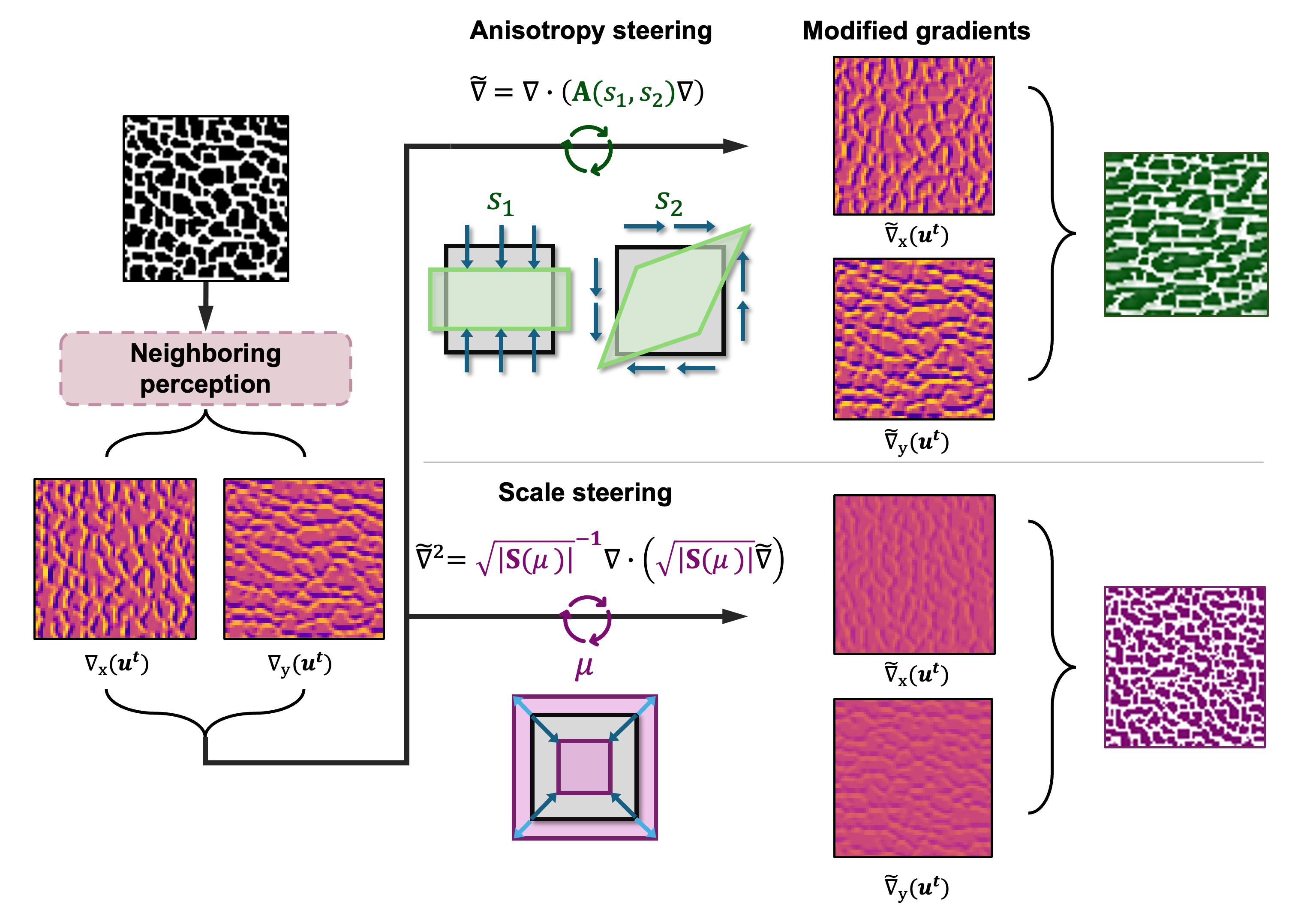 Figure 7: Anisotropy and scale controls applied to the NCA perception stage. The original perception is modified by a Riemannian metric tensor \mathbf{g}(s_1, s_2) parameterized by the stretching parameter s_1 and shear parameter s_2, which reshapes the local perceptual space to stretch or shear the extracted gradient and Laplacian information before passing it to the trained update network. Scale steering additionally contracts the perceptual length scale uniformly through a scale factor \mu, making the perception stage extract neighborhood information as if the domain were enlarged or squeezed. Both mechanisms modify only the perception stage and can be applied simultaneously or independently without any retraining of the update network.