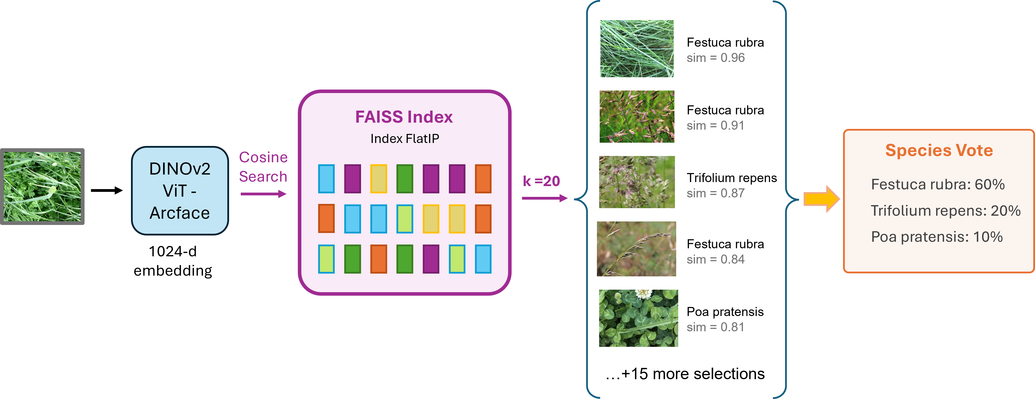 Figure 4: FAISS kNN retrieval pipeline: ViT-L + ArcFace embeddings are used to perform cosine similarity search over a FAISS IndexFlatIP index. The top-k nearest neighbors are retrieved, and their similarities are converted into weights to produce a class-level vote distribution, which is later fused with classifier predictions.