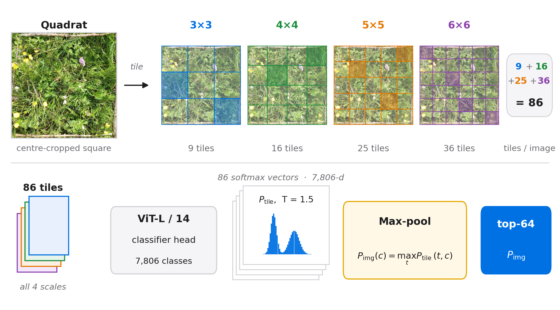Figure 3: Multiscale tile aggregation pipeline. A quadrat image is centre-cropped, tiled at multiple scales, processed by a ViT-L/14 classifier, and aggregated via max-pooling to produce the final per-image prediction.