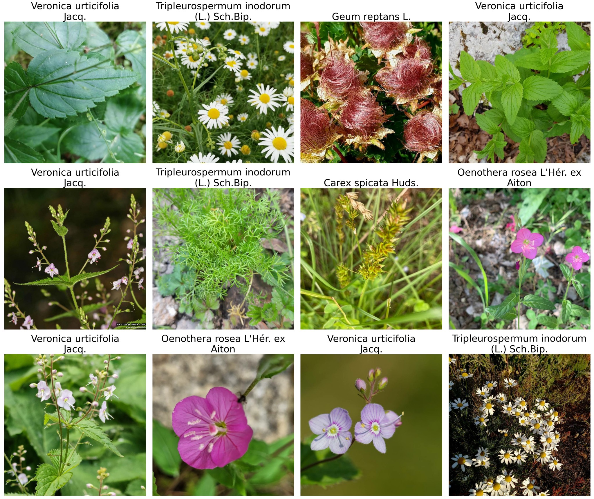 Figure 1: Twelve single-label training images displaying the following six species: Veronica urticifolia Jacq., Tripleurospermum inodorum (L.) Sch.Bip., Geum reptans L., Carex spicata Huds., Oenothera rosea L’Hér. ex Aiton, Lamium bifidum Cirillo.
