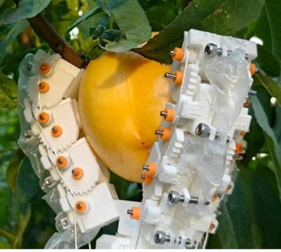 Figure 13: Demonstration of the proposed gripper in harvesting of a yellow peach.