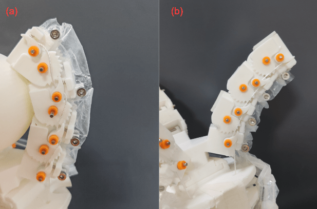 Figure 3: (a) The pawl engaged with the ratchet teeth during grasping, maintaining the joint in a locked state; (b) the pawl disengaged from the ratchet teeth during resetting, allowing the joint to enter an unlocked state and gradually return under actuation.