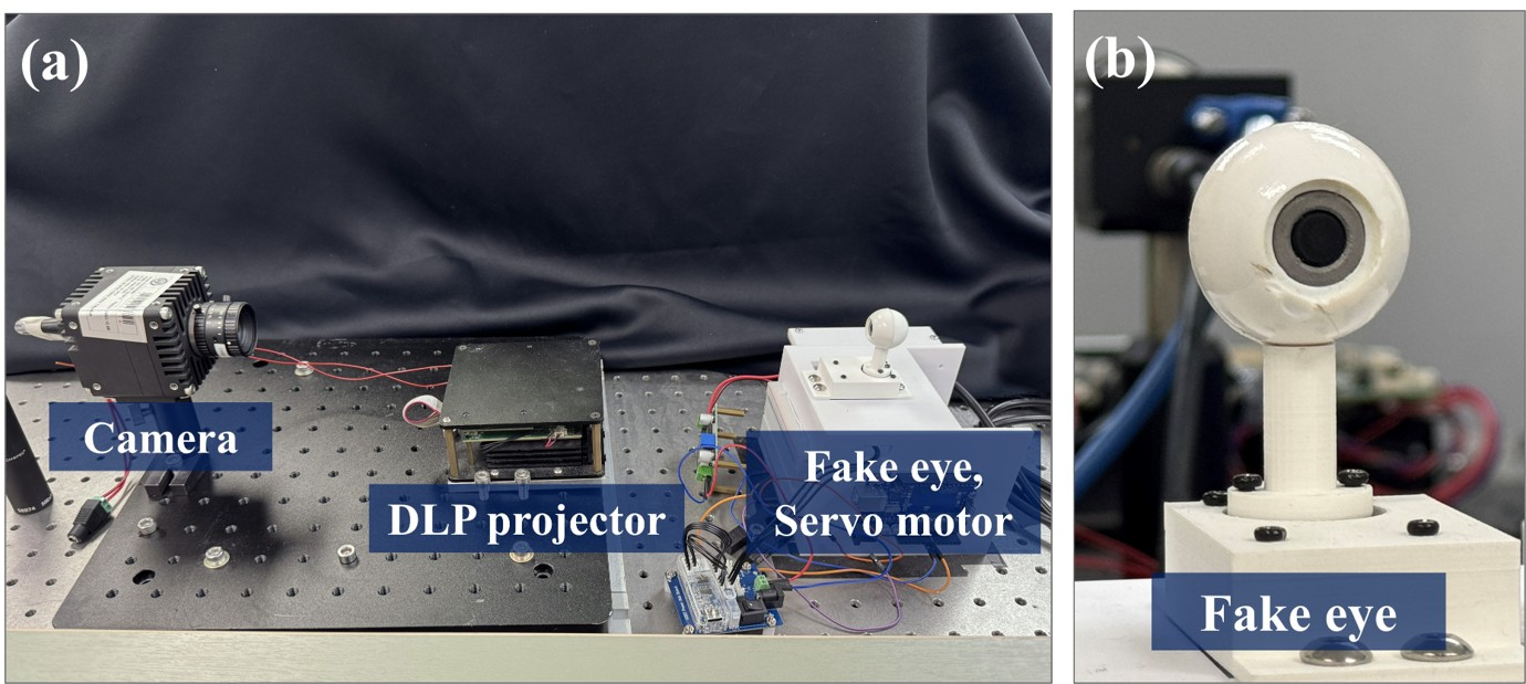 Figure 3: Experimental setup: (a) structured-light system with a fake eye and servo motor; (b) detailed view of the fake eye.