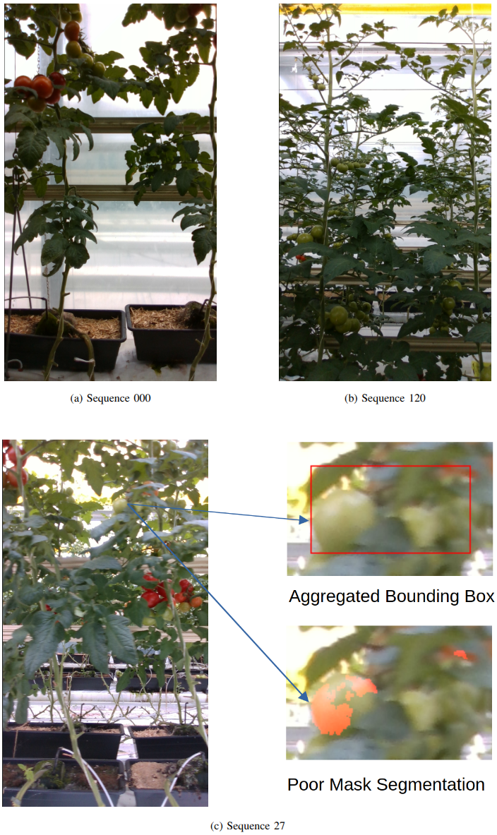 Figure 2: The issues and challenges associated with the BUTom-ST21 dataset. (a) Indicates a sterile background with low illumination. (b) Shows a complex background where only the foreground objects are annotated, and higher illumination; it should be noted that illumination is even higher in some sequences. (c) Examples of where the bounding boxes fail, where two objects are aggregated together; also, for the same object, we see the poor segmentation performance indicative of both Yolo26 and Mask2Former.