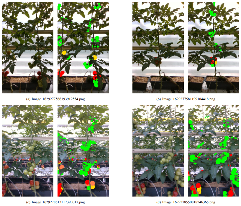 Figure 1: Example images of the still image-based BUTom21 dataset. (a)-(b) These two images have a sterile background with no tomatoes in deeper rows, also, (b) has very limited tomatoes in the scene. (c)-(d) Complex background with a number of tomatoes seen in deeper rows. The difference between (a)-(b) and (c)-(d) is also the illumination differences.