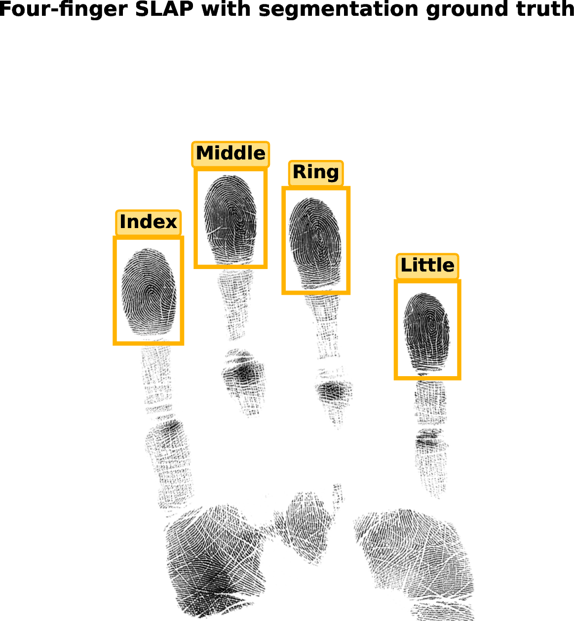 Figure 4: Four-finger SLAP capture with segmentation ground truth (NIST SD302b, Device R, 500 PPI; referenced in Section 3). The per-finger regions (index, middle, ring, little) come from the segmentation coordinates distributed with SD302b. A single frame holds four overlapping fingers of broadly similar morphology, so any two SLAP images look globally alike whether they are mated or not, which underlies the positive-bias collapse analyzed in Section 6.