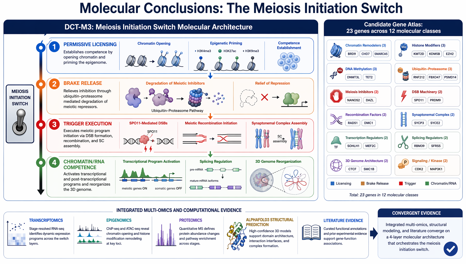 Figure 4: Key biological conclusions reported by the SciForge agentic research sprint. The DCT-M3 causal-module triangulation framework decomposes the meiosis initiation switch into four regulatory layers: (1) permissive licensing—chromatin opening and epigenetic priming; (2) brake release—degradation of meiotic inhibitors via ubiquitin-proteasome pathways; (3) trigger execution—SPO11-mediated double-strand breaks and synaptonemal complex assembly; (4) chromatin/RNA competence—transcriptional activation, splicing regulation, and 3D genome reorganization. The sprint reported a candidate-gene atlas of 23 genes across 12 molecular classes, supported by multi-omics evidence, AlphaFold3 structure-based computational assessment, and literature triangulation; formal expert adjudication remains future work.