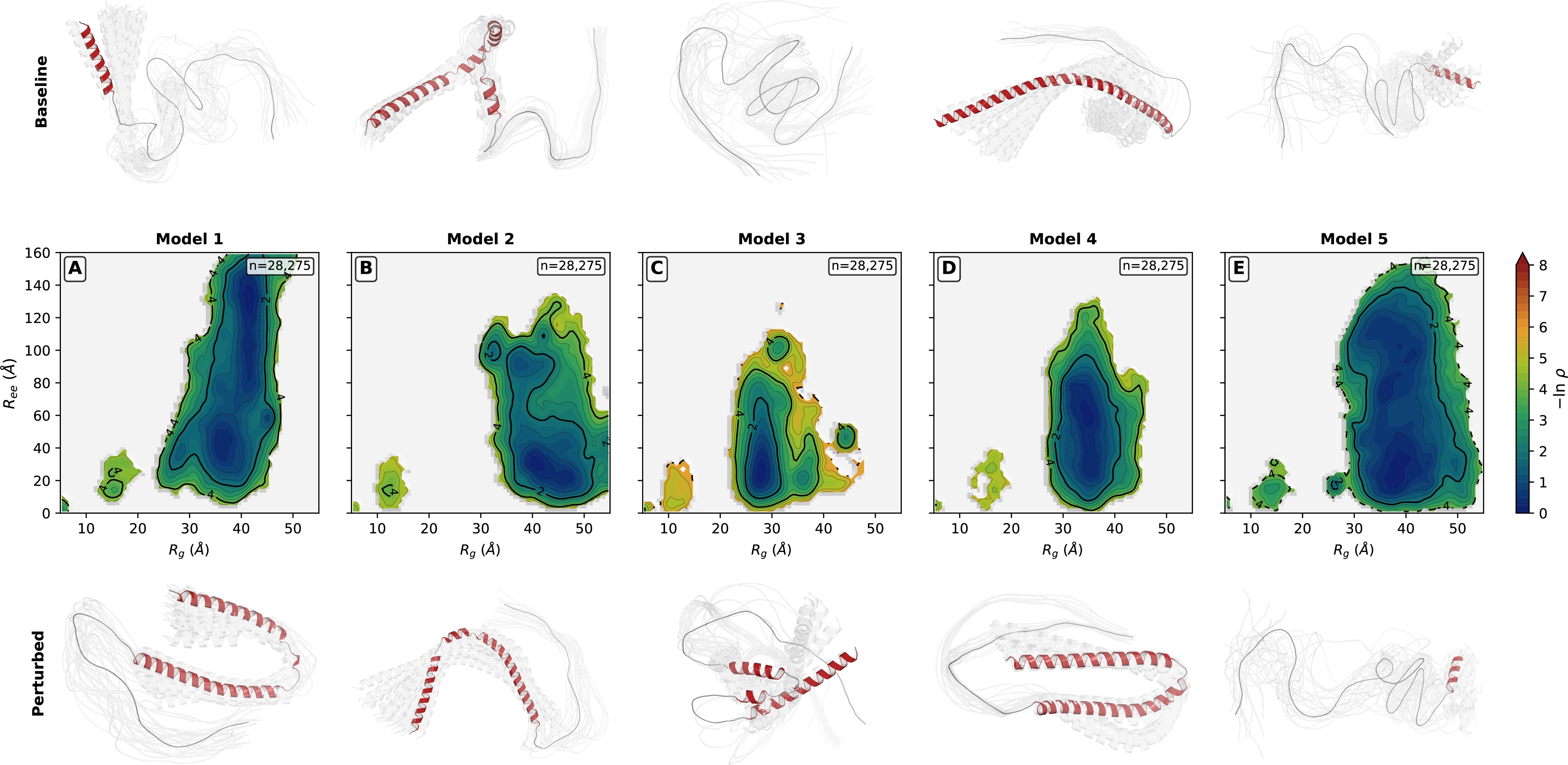 Figure 17: \alpha-synuclein: five models, five landscapes. (A–E) Per-model conformational landscapes (-\ln\,\rho density in R_g–R_{ee} space), pooling all recycles across 3 perturbation conditions, 48 depths, and 3 seeds ({\sim}28{,}000 frames per model). Each model produces a distinct landscape topology: model 2 favors extended helical states, model 3 favors compact conformations, models 1, 4, 5 are intermediate. Inter-model coefficient of variation on R_g is 14.6% (6\times the ubiquitin value).