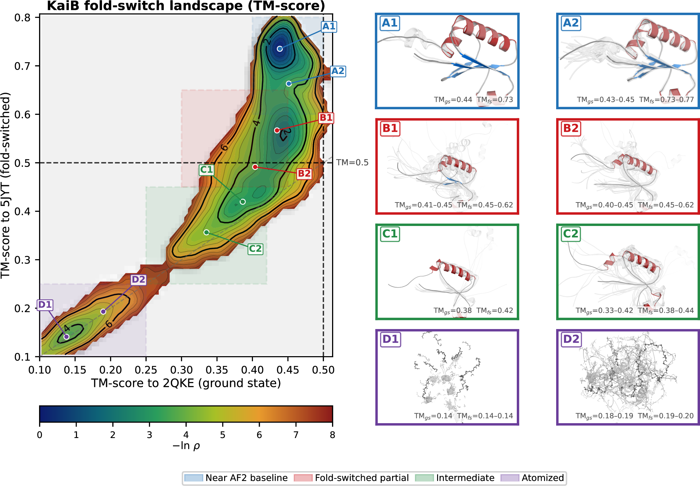 Figure 15: KaiB: the conformational landscape is one-dimensional denaturation, not fold-switching. Density landscape in TM-score space (TM to ground state 2QKE vs.TM to fold-switched state 5JYT), pooling 71,775 frames from all 5 AlphaFold2 models. The AlphaFold2 baseline (blue square) sits in the fold-switched basin (TM_\text{fs} > 0.5, TM_\text{gs} < 0.5). Perturbation drives structures diagonally downward, losing similarity to both folds simultaneously, with no orthogonal branch toward the ground-state corner (\text{TM}_\text{gs} > 0.5, lower right). Structural insets show representative conformations from four landscape regions: (A) near-baseline helical bundle, (B) partial helices, (C) disordered intermediates, (D) fully denatured. Organized \beta-sheet (hallmark of the ground state) never appears. Red triangle marks the ground-state reference; blue square marks the fold-switched reference.