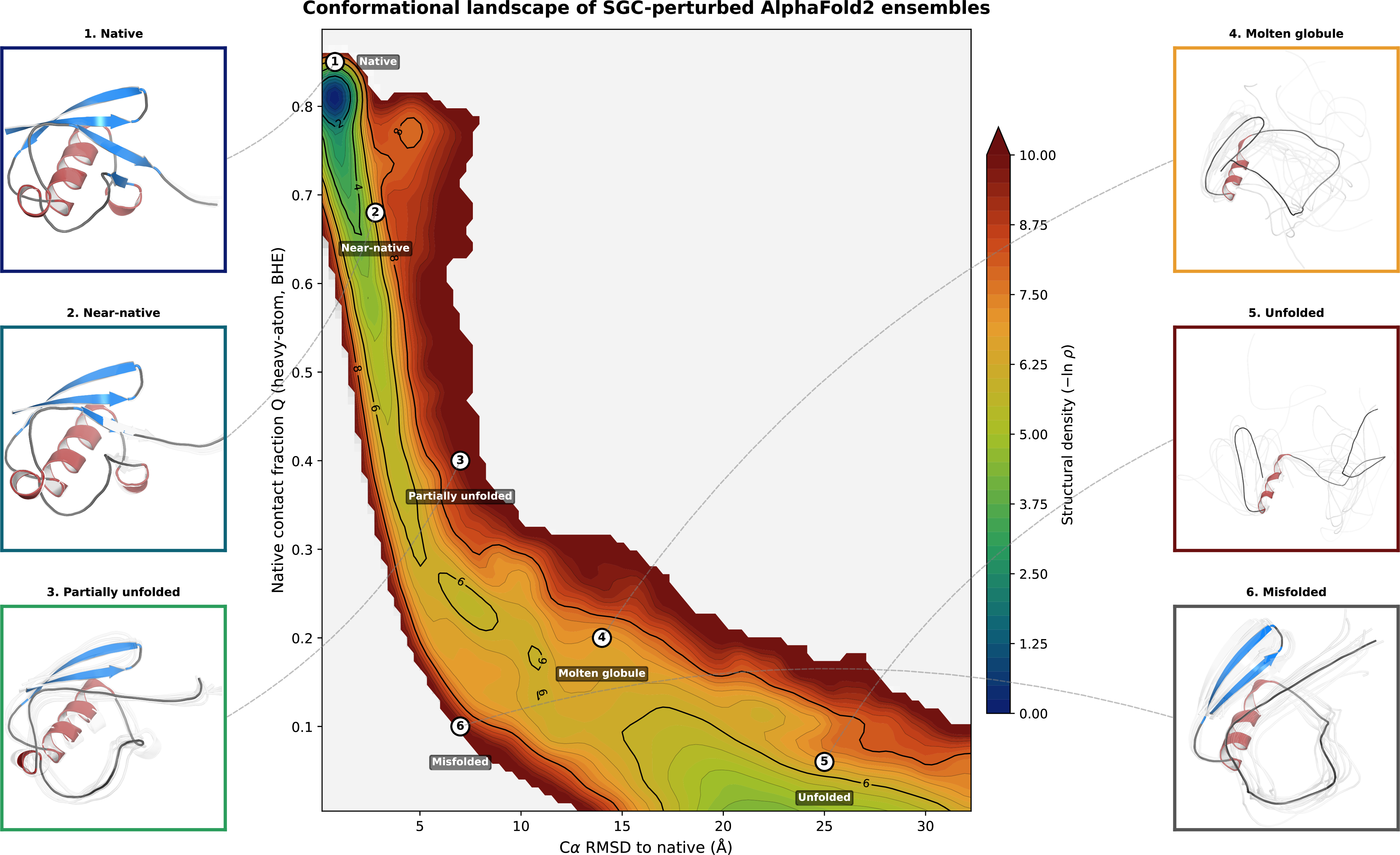 Figure 4: Conformational landscape of SGC-perturbed ubiquitin. Structural density (-\ln\,\rho) computed from 912,384 structures pooled across the primary parameter grid (model 1, MSA 64 \times 64; 192 (\sigma, \lambda) conditions \times 3 seeds \times 48 depths \times 33 recycles), projected onto the C\alpha RMSD \times heavy-atom Q-factor (BHE, 4.5 Å cutoff) plane. The landscape exhibits an L-shaped funnel topology: a deep native basin (upper left) connected through a hinge near RMSD \approx 10 Å, Q \approx 0.25 to the denatured ensemble at high RMSD and low Q. Numbered insets show representative structural ensembles from six regions, rendered as a medoid structure (cartoon) surrounded by ghost-trail members selected for structural diversity within each region’s RMSD \times Q bounds. 1. Native (Q > 0.75, RMSD < 1.5 Å): fully folded, all secondary structure intact. 2. Near-native (Q 0.55–0.80, RMSD 1.5–4 Å): loop rearrangements and terminal fraying, \beta-grasp fold preserved. 3. Partially unfolded (Q 0.25–0.55, RMSD 4–10 Å): \alpha​1 helix and partial \beta-sheet retained. 4. Molten globule (Q 0.10–0.30, RMSD 10–18 Å): compact but with disordered secondary-structure packing. 5. Unfolded (Q < 0.12, RMSD > 18 Å): extended chain with only a helical fragment surviving. 6. Misfolded (Q < 0.20, RMSD 3–12 Å): compact with non-native contact topology. Dashed lines connect each inset to its approximate landscape position. Bold contour lines at even-integer -\ln\,\rho levels; fine contours every 0.5 units.