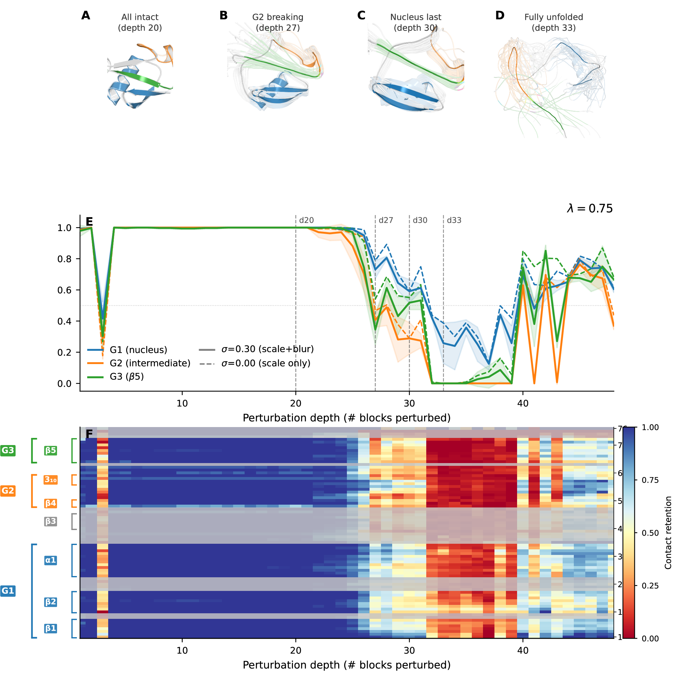 Figure 10: Perturbation depth traces a physically ordered unfolding pathway. (A–D) Structural ensembles of ubiquitin at four perturbation depths (\sigma= 0.30, \lambda= 0.75), each showing the final-recycle structure from seed 43 (solid cartoon) overlaid on a ghost ensemble of three seeds \times nine recycle snapshots (transparency = 0.70). Residues are coloured by contact group: G1/nucleus (blue; \beta​1–\beta​2 hairpin + \alpha​1 helix), G2/intermediate (orange; \beta​4 + 3_{10} helix), G3/\beta​5 (green; C-terminal strand), background (grey). (A) At depth 20, all three groups retain native contacts and the fold is intact. (B) At depth 27, G2 contacts are disrupted (Q = 0.41) while G1 remains largely intact (Q = 0.73). (C) At depth 30, G2 and G3 are extensively disordered while the G1 nucleus persists (Q = 0.59). (D) By depth 33, all groups have lost their native contacts. (E) Fraction of native C\alpha–C\alpha contacts (Q, cutoff 12 Å, minimum sequence separation 3) retained by each group as a function of perturbation depth. Solid lines: \sigma= 0.30 (scale + blur); dashed lines: \sigma= 0.00 (scale only). Shaded bands show \pm 1 s.d.across three seeds. Vertical dashed lines mark the depths shown in panels A–D. The ordering G2-first, G3-second, G1-last is robust across all conditions; blur (\sigma= 0.30) sharpens the separation between groups, particularly resolving G2 and G3 loss that scale alone conflates. (F) Per-residue contact retention averaged across seeds (\sigma= 0.30, \lambda= 0.75). Each row is one residue (1–76); columns are perturbation depth. Contact-group residues are shown at full colour saturation; background residues (turns, linkers) are desaturated. Secondary structure elements and contact group membership are annotated at left. The nucleus (G1, blue rows) retains contacts at depths where G2 and G3 have already transitioned to red, consistent with the group-level ordering in panel E.