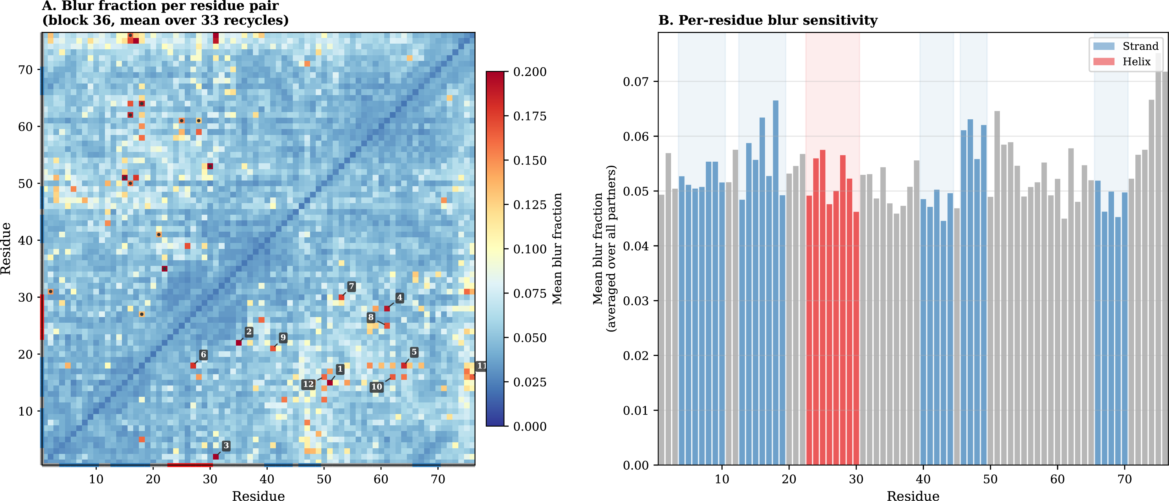 Figure 38: Gaussian blur concentrates on residue pairs at kinetic-boundary regions. (A) Mean blur fraction per residue pair at Evoformer block 36, averaged over 33 recycling iterations. Blur fraction is defined as \|\mathbf{z}^{\text{cumul}} - \mathbf{z}^{\text{scale}}\|_2 \,/\, \|\mathbf{z}^{\text{scale}} - \mathbf{z}^{\text{baseline}}\|_2 for each pair (i,j), where cumul = \sigma+ \lambda, scale = \lambda only, and baseline = unperturbed. Most pairs show blur fractions below 5%, but specific off-diagonal hotspots reach 15–21%. Numbered labels (1–12) mark the top pairs (Table 4); corresponding positions in the lower triangle are marked with dots. Colored bars along axes indicate secondary structure (blue = strand, red = helix, grey = loop). (B) Per-residue blur sensitivity (mean blur fraction averaged over all partners). Residues in the \alpha-helix (23–30) and \beta​2 strand (13–19) show elevated sensitivity, consistent with their role at the kinetic boundary between folding nucleus and late-forming contacts. Condition: \sigma= 0.30, \lambda= 0.75, MSA 64 \times 64, seed 42.