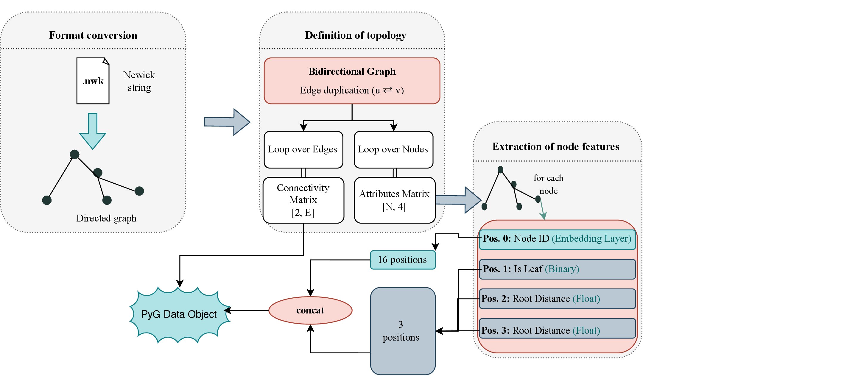 Figure 4: Input representation and node encoding. The Newick tree is parsed into a bidirectional graph; each node yields a feature row (degree, is-leaf, distance to root, species id). The three structural features (dim 3) are concatenated with a learned species embedding (dim 16) to form the 19-dimensional node feature.